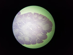 MISSING THUMBNAIL